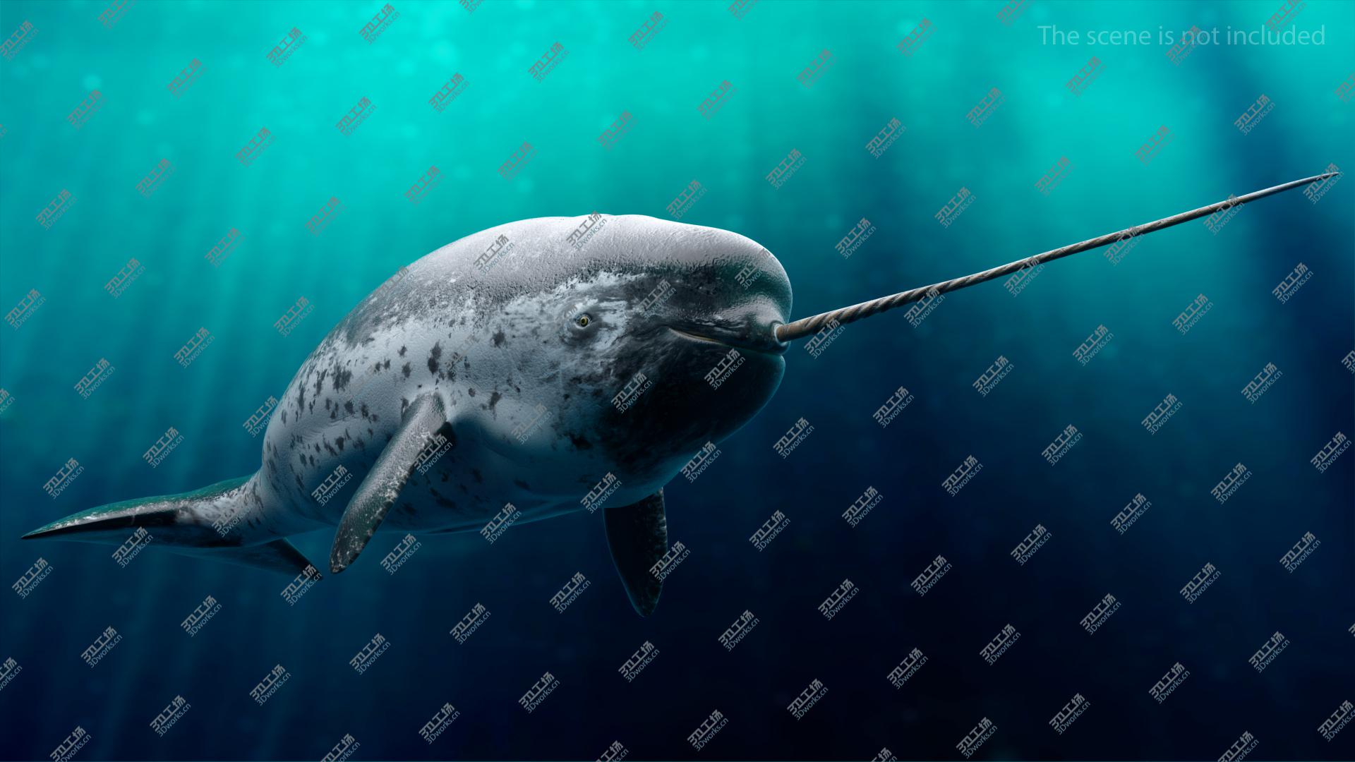 images/goods_img/2021040162/3D Narwhal Swimming Pose/2.jpg